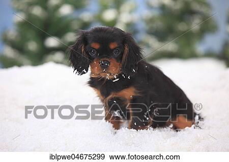 Cavalier King Charles Spaniel, puppy, black-and-tan, 3 months, sits in artificial snow, winterly View Large Photo Image Stock Photo - Cavalier King Charles Spaniel, puppy, black-and-tan, 3 months, sits in artificial snow, winterly. Fotosearch