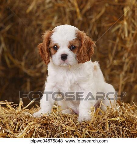 Stock Photo - Cavalier King Charles Spaniel, puppy, Blenheim white-brown, 7 weeks, sitting in straw. Fotosearch