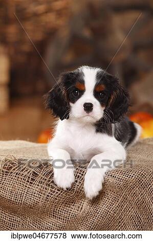 Stock Photo - Cavalier King Charles Spaniel, puppy, tricolour, 9 weeks, lying on sacking. Fotosearch