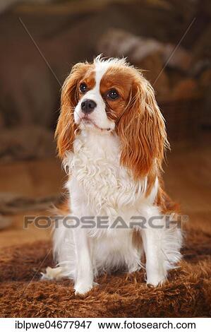 Cavalier King Charles Spaniel, puppy, Blenheim white-brown, 1 year, sits on coat View Large Photo Image Stock Photo - Cavalier King Charles Spaniel, puppy, Blenheim white-brown, 1 year, sits on coat. Fotosearch