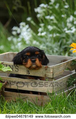 Cavalier King Charles Spaniel, puppy, black-and-tan, 6 weeks, looks out of wooden box View Large Photo Image Stock Photo - Cavalier King Charles Spaniel, puppy, black-and-tan, 6 weeks, looks out of wooden box. Fotosearch