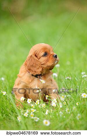 Cavalier King Charles Spaniel, puppy, ruby, 6 weeks, sitting in flower meadow View Large Photo Image Stock Photo - Cavalier King Charles Spaniel, puppy, ruby, 6 weeks, sitting in flower meadow. Fotosearch