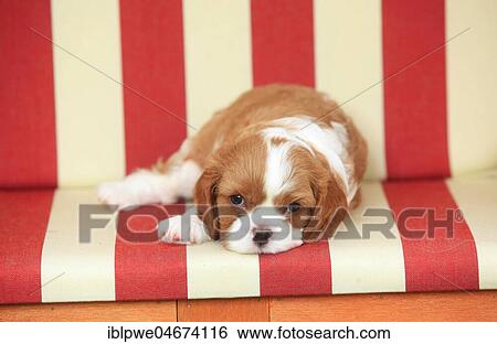 Cavalier King Charles Spaniel, puppy, tricolour, 5 weeks, lying in beach chair View Large Photo Image Stock Photograph - Cavalier King Charles Spaniel, puppy, tricolour, 5 weeks, lying in beach chair. Fotosearch