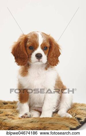 Stock Photograph - Cavalier King Charles Spaniel, puppy, Blenheim, white-brown, 10 weeks, on pillow. Fotosearch