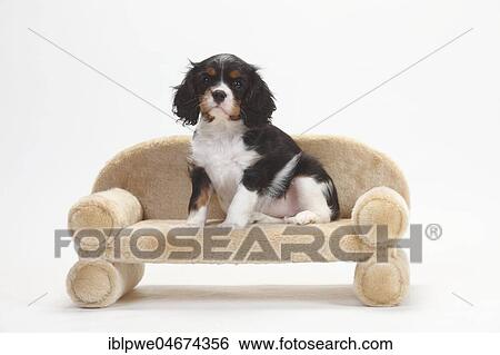 Stock Photograph - Cavalier King Charles Spaniel, puppy, tricolour, puppy sitting on sofa, 9 weeks, white background. Fotosearch