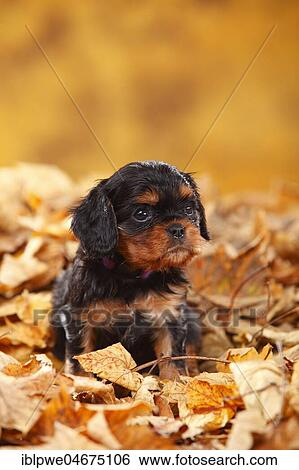 Stock Photograph - Cavalier King Charles Spaniel, puppy, black-and-tan, 5 weeks, sitting in autumn leaves. Fotosearch