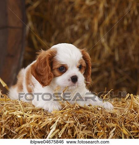 Cavalier King Charles Spaniel, puppy, Blenheim white-brown, 7 weeks, lying in straw View Large Photo Image Stock Photograph - Cavalier King Charles Spaniel, puppy, Blenheim white-brown, 7 weeks, lying in straw. Fotosearch