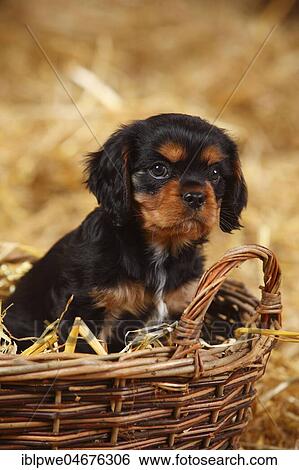 Stock Photograph - Cavalier King Charles Spaniel, puppy, black-and-tan, 7 weeks, sitting in basket. Fotosearch