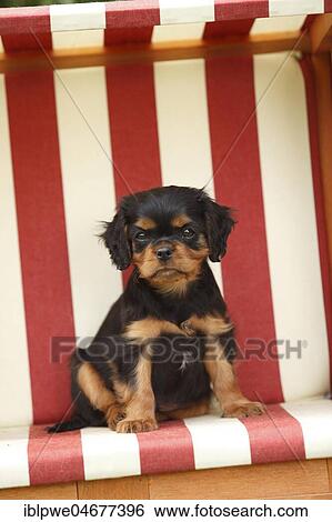 Cavalier King Charles Spaniel, puppy, black-and-tan, 8 weeks, sitting in beach chair View Large Photo Image Stock Photograph - Cavalier King Charles Spaniel, puppy, black-and-tan, 8 weeks, sitting in beach chair. Fotosearch