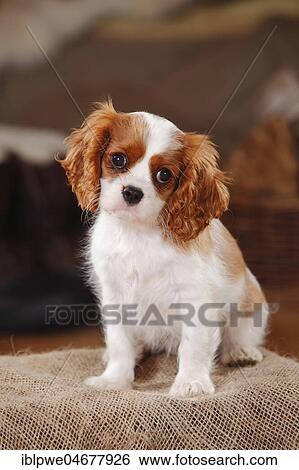 Cavalier King Charles Spaniel, puppy, Blenheim white-brown, 11 weeks, sitting View Large Photo Image Stock Photograph - Cavalier King Charles Spaniel, puppy, Blenheim white-brown, 11 weeks, sitting. Fotosearch