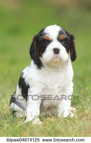 Stock Photography - Cavalier King Charles Spaniel, puppy sitting in meadow, tricolour, 5 weeks. Fotosearch