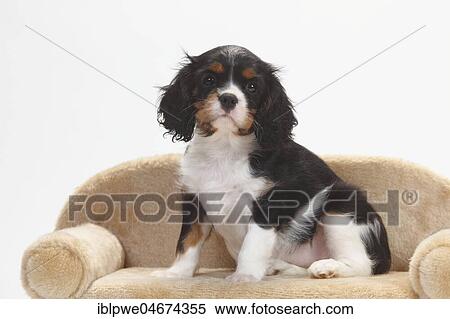 Cavalier King Charles Spaniel, puppy, tricolour, puppy sitting on sofa, 9 weeks, white background View Large Photo Image Stock Photography - Cavalier King Charles Spaniel, puppy, tricolour, puppy sitting on sofa, 9 weeks, white background. Fotosearch