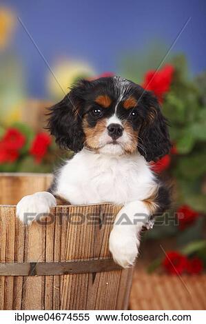 Stock Photography - Cavalier King Charles Spaniel, puppy, tricolour, 9 weeks, in wooden tub, flowers in the background. Fotosearch