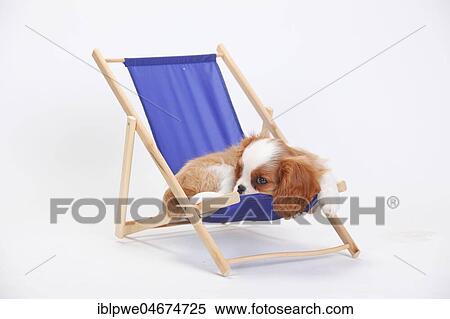 Stock Photography - Cavalier King Charles Spaniel, puppy, Blenheim, white-brown "lies in a blue deck chair, white background. Fotosearch