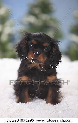 Cavalier King Charles Spaniel, puppy, black-and-tan, 3 months, sits in artificial snow, winterly View Large Photo Image Stock Photography - Cavalier King Charles Spaniel, puppy, black-and-tan, 3 months, sits in artificial snow, winterly. Fotosearch
