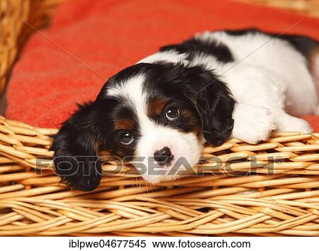 Cavalier King Charles Spaniel, puppy, tricolour, 6 weeks, lying in basket View Large Photo Image Stock Photography - Cavalier King Charles Spaniel, puppy, tricolour, 6 weeks, lying in basket. Fotosearch