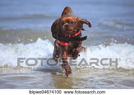 Cavalier King Charles Spaniel, ruby, with lifejacket, running out of the water View Large Photo Image Stock Image - Cavalier King Charles Spaniel, ruby, with lifejacket, running out of the water. Fotosearch
