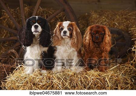 Cavalier King Charles Spaniel, ruby, tricolour and Blenheim white-brown, three dogs sitting next to each other in a straw barn View Large Photo Image Stock Image - Cavalier King Charles Spaniel, ruby, tricolour and Blenheim white-brown, three dogs sitting next to each other in a straw barn. Fotosearch