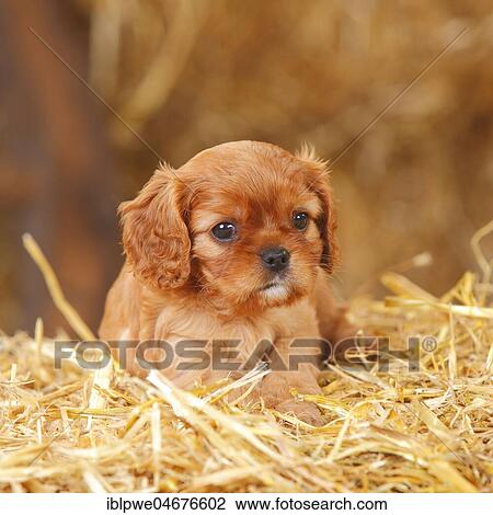 Cavalier King Charles Spaniel, ruby, puppy, 6 weeks, lying on straw View Large Photo Image Stock Image - Cavalier King Charles Spaniel, ruby, puppy, 6 weeks, lying on straw. Fotosearch