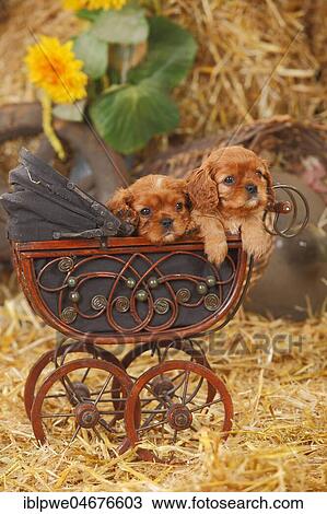 Cavalier King Charles Spaniel, ruby, two puppies, 6 weeks, lying in doll pram View Large Photo Image Stock Image - Cavalier King Charles Spaniel, ruby, two puppies, 6 weeks, lying in doll pram. Fotosearch