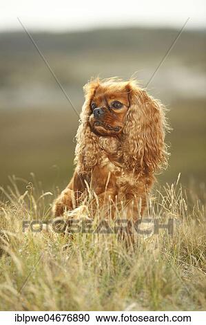 Cavalier King Charles Spaniel, ruby, male, sitting in meadow View Large Photo Image Stock Image - Cavalier King Charles Spaniel, ruby, male, sitting in meadow. Fotosearch