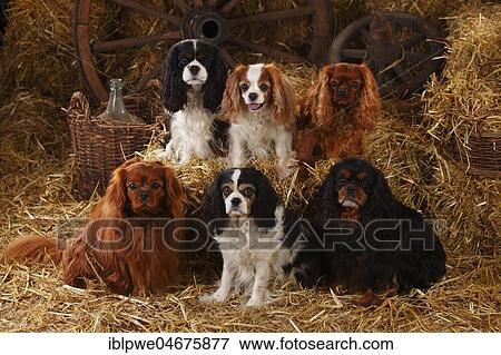 Stock Photo - Cavalier King Charles Spaniel, ruby, tricolour, Blenheim white-brown and black-and-tan, five dogs sitting in straw in a barn. Fotosearch