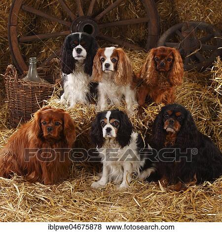 Cavalier King Charles Spaniel, ruby, tricolour, Blenheim white-brown and black-and-tan, five dogs sitting in straw in a barn View Large Photo Image Stock Photo - Cavalier King Charles Spaniel, ruby, tricolour, Blenheim white-brown and black-and-tan, five dogs sitting in straw in a barn. Fotosearch