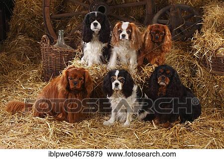Cavalier King Charles Spaniel, ruby, tricolour, Blenheim white-brown and black-and-tan, five dogs sitting in straw in a barn View Large Photo Image Stock Photo - Cavalier King Charles Spaniel, ruby, tricolour, Blenheim white-brown and black-and-tan, five dogs sitting in straw in a barn. Fotosearch
