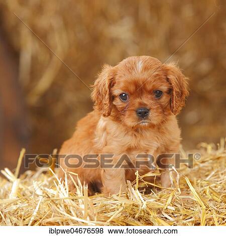 Cavalier King Charles Spaniel, ruby, puppy, 6 weeks, sitting on straw View Large Photo Image Stock Photo - Cavalier King Charles Spaniel, ruby, puppy, 6 weeks, sitting on straw. Fotosearch