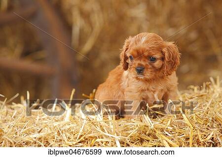 Cavalier King Charles Spaniel, ruby, puppy, 6 weeks, sitting on straw View Large Photo Image Stock Photo - Cavalier King Charles Spaniel, ruby, puppy, 6 weeks, sitting on straw. Fotosearch