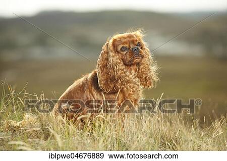 Cavalier King Charles Spaniel, ruby, male, sitting in meadow View Large Photo Image Stock Photo - Cavalier King Charles Spaniel, ruby, male, sitting in meadow. Fotosearch