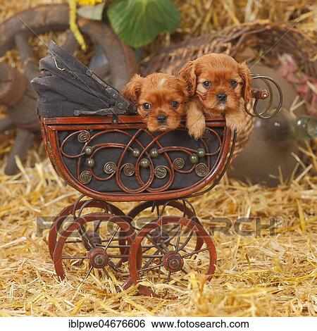 Cavalier King Charles Spaniel, ruby, two puppies, 6 weeks, lying in doll pram View Large Photo Image Stock Photograph - Cavalier King Charles Spaniel, ruby, two puppies, 6 weeks, lying in doll pram. Fotosearch