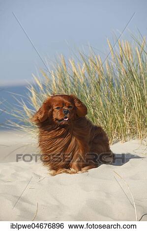 Cavalier King Charles Spaniel, ruby, male sitting in sand dunes, Texel, Netherlands View Large Photo Image Stock Photograph - Cavalier King Charles Spaniel, ruby, male sitting in sand dunes, Texel, Netherlands. Fotosearch