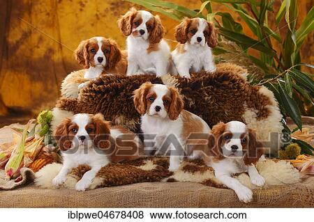 Stock Photo - Cavalier King Charles Spaniel, several puppies, 10 weeks, group of animals sitting on coat. Fotosearch