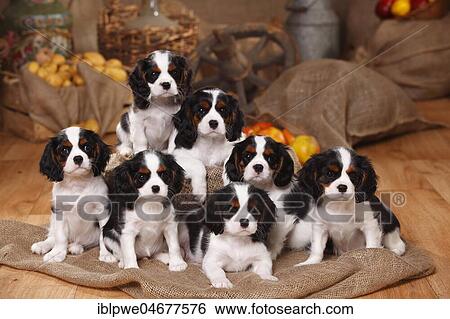 Cavalier King Charles Spaniel, six puppies, tricolour, 9 weeks, group of animals, sitting, decorated in autumn View Large Photo Image Stock Photograph - Cavalier King Charles Spaniel, six puppies, tricolour, 9 weeks, group of animals, sitting, decorated in autumn. Fotosearch