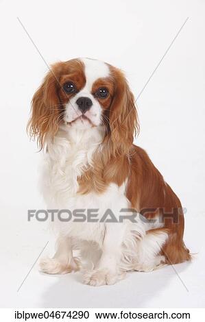 Cavalier King Charles Spaniel, Blenheim, white-brown, female, sitting View Large Photo Image Stock Image - Cavalier King Charles Spaniel, Blenheim, white-brown, female, sitting. Fotosearch