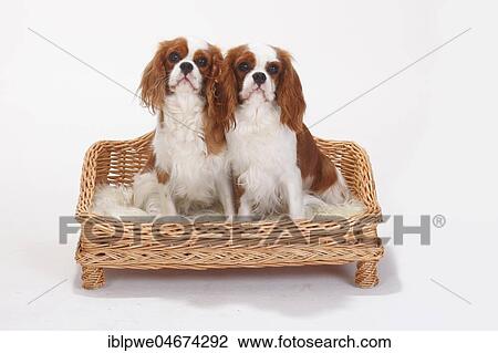 Cavalier King Charles Spaniel, Blenheim, white-brown, two bitches sitting in basket sofa View Large Photo Image Stock Image - Cavalier King Charles Spaniel, Blenheim, white-brown, two bitches sitting in basket sofa. Fotosearch