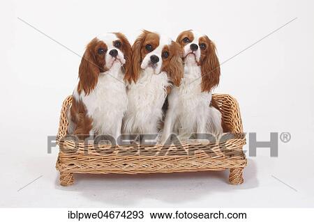 Cavalier King Charles Spaniel, Blenheim, white-brown, three bitches sitting in basket-sofa View Large Photo Image Stock Image - Cavalier King Charles Spaniel, Blenheim, white-brown, three bitches sitting in basket-sofa. Fotosearch