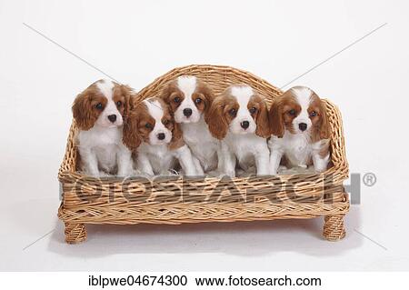 Stock Image - Cavalier King Charles Spaniel, Blenheim, white-brown, puppies, 8 weeks, sitting in basket sofa. Fotosearch