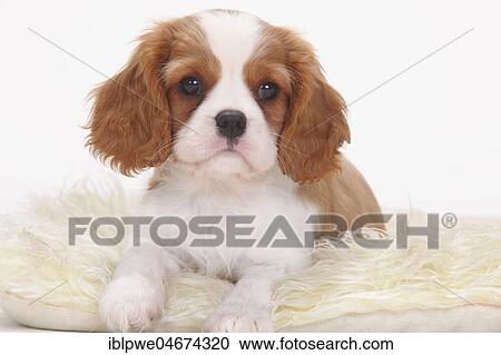 Stock Image - Cavalier King Charles Spaniel, Blenheim, white-brown, puppy, 8 weeks, lying on coat, animal portrait. Fotosearch
