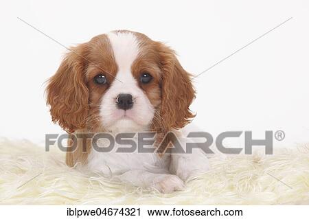 Cavalier King Charles Spaniel, Blenheim, white-brown, puppy, 8 weeks, lying on coat, animal portrait View Large Photo Image Stock Image - Cavalier King Charles Spaniel, Blenheim, white-brown, puppy, 8 weeks, lying on coat, animal portrait. Fotosearch