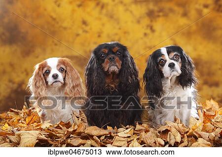 Cavalier King Charles Spaniel, Blenheim, white-brown, black-and-tan and tricolour, 10 and 9 years, old dogs, three dogs sitting in autumn leaves View Large Photo Image Stock Image - Cavalier King Charles Spaniel, Blenheim, white-brown, black-and-tan and tricolour, 10 and 9 years, old dogs, three dogs sitting in autumn leaves. Fotosearch