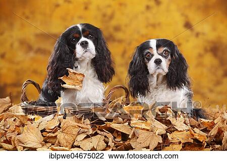 Stock Image - Cavalier King Charles Spaniel, tricolour, two dogs sitting in autumn leaves. Fotosearch