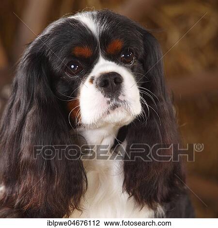 Cavalier King Charles Spaniel, tricolour, male, 3 years, animal portrait View Large Photo Image Stock Image - Cavalier King Charles Spaniel, tricolour, male, 3 years, animal portrait. Fotosearch
