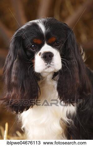 Cavalier King Charles Spaniel, tricolour, male, 3 years, animal portrait View Large Photo Image Stock Image - Cavalier King Charles Spaniel, tricolour, male, 3 years, animal portrait. Fotosearch
