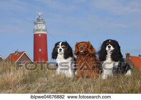 Cavalier King Charles Spaniel, tricolour and ruby, three dogs sitting in front of Lighthouse Eierland, Texel, Netherlands View Large Photo Image Stock Image - Cavalier King Charles Spaniel, tricolour and ruby, three dogs sitting in front of Lighthouse Eierland, Texel, Netherlands. Fotosearch