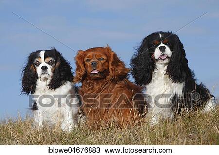 Cavalier King Charles Spaniel, tricolour and ruby, three dogs sitting in meadow in blue sky View Large Photo Image Stock Image - Cavalier King Charles Spaniel, tricolour and ruby, three dogs sitting in meadow in blue sky. Fotosearch