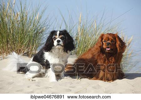 Stock Image - Cavalier King Charles Spaniel, tricolour and ruby, animal pair sitting in sand dunes, Texel, Netherlands. Fotosearch