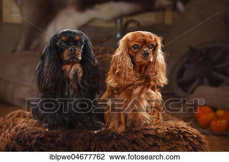 Stock Image - Cavalier King Charles Spaniel, black-and-tan and ruby, sitting on fur. Fotosearch