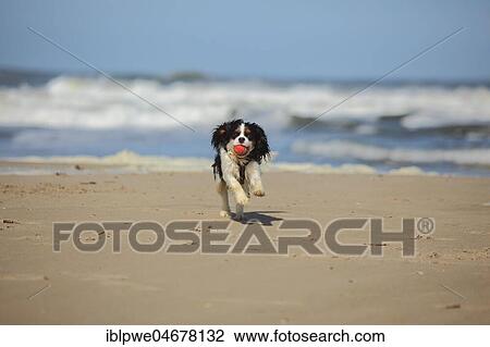 Cavalier King Charles Spaniel, Jungruede, tricolour, 9 months, runs on the beach with red ball in his mouth, Netherlands View Large Photo Image Stock Image - Cavalier King Charles Spaniel, Jungruede, tricolour, 9 months, runs on the beach with red ball in his mouth, Netherlands. Fotosearch